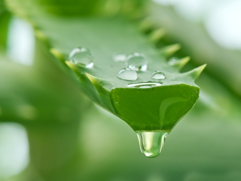 Baume à lèvres Aloe Vera